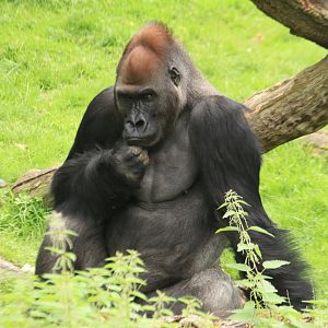 Western lowland gorilla (August 2019)