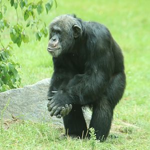 Western african chimpanzee (August 2019)