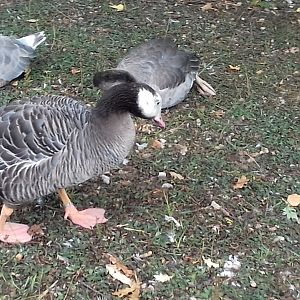 Free-roaming bar-headedxgreylag hybrid amongst greylags