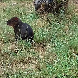Central American agouti