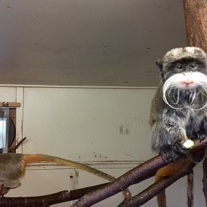 Bearded emperor tamarin