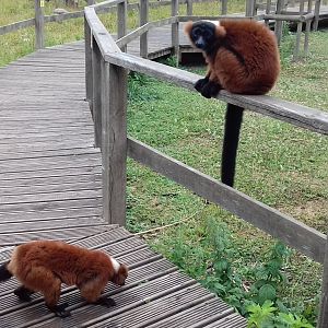 Red ruffed lemur pair in walkthrough