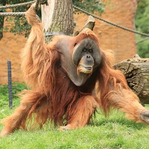Sumatran Orang-Utan (August 2019)