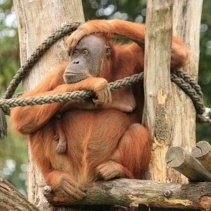 Sumatran Orang-Utan (August 2019)