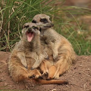 Meerkats (August 2019)