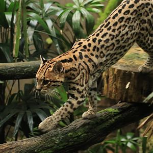 Ocelot (August 2019)