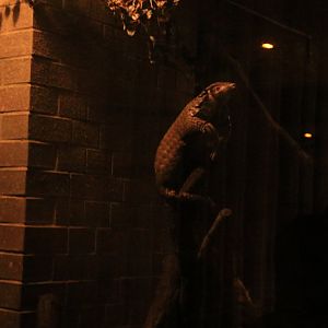 Chinese pangolin (August 2019)