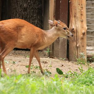 Red duiker (August 2019)