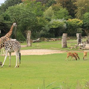 African plains enclosure (August 2019)