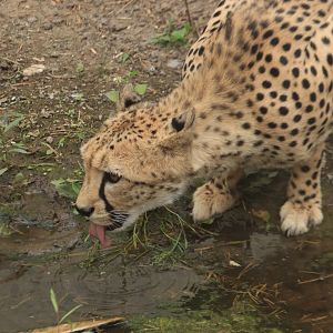 Cheetah (August 2019)