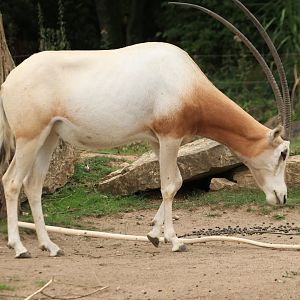 Scimitar oryx (August 2019)