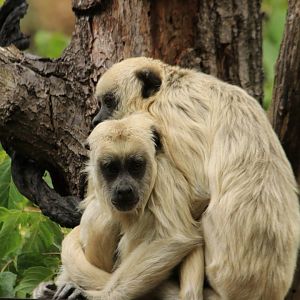 Black howler monkey (August 2019)