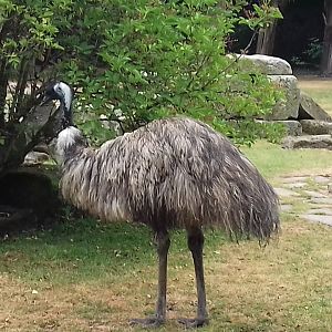 Emu
