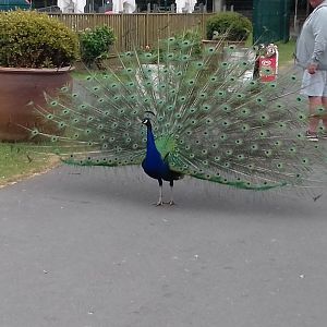 Indian peacock displaying