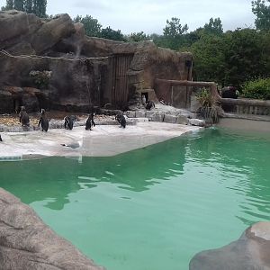 Penguin enclosure overview