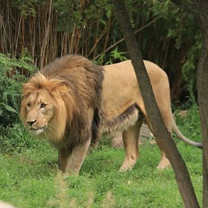 Afriacan lion (August 2019)