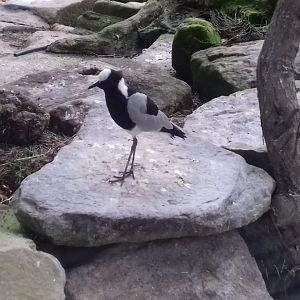 Look I like blacksmith plovers