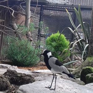 Blacksmith plover