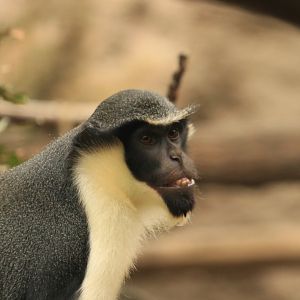 Diana monkey (August 2019)