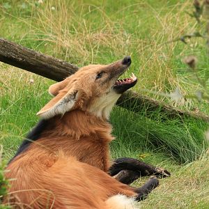 Maned wolf (August 2019)