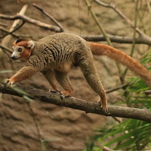 Crowned lemur (August 2019)