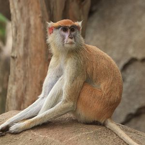 Patas monkey (August 2019)