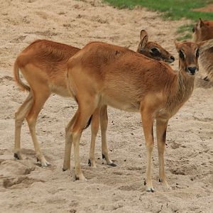 Nile lechwe (August 2019)