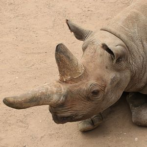 Black rhino (August 2019)