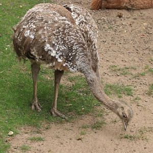 Darwin Nandu (August 2019)