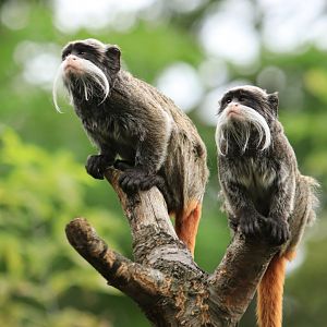 Emperor tamarins (August 2019)