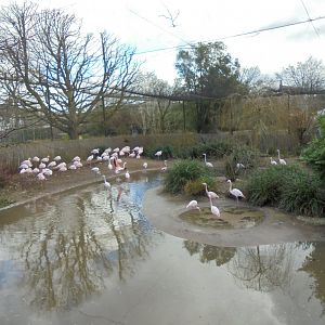 Greater flamingo aviary overview