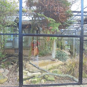 Sumatran laughingthrush aviary