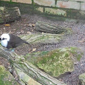 Sumatran laughingthrush