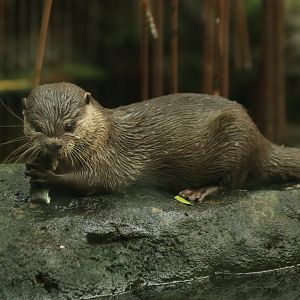 Asian small-clawed otter (August 2019)
