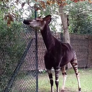 Okapi