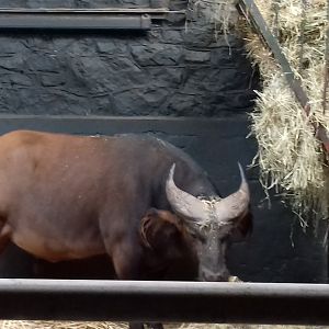 Congo buffalo in old cattle house