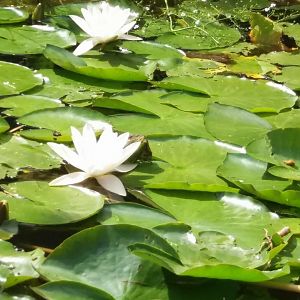 Water plants on islands river