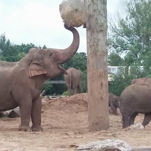 Asian elephant family