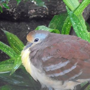 Cinnamon-breasted ground-dove