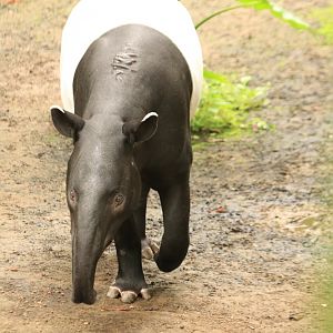 Malayan tapir (August 2019)