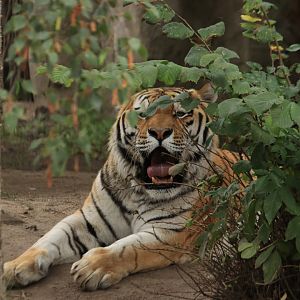 Amur tiger (August 2019)