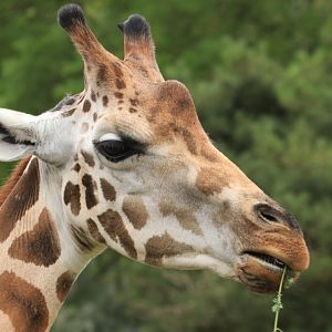 Rothschild's giraffe (August 2019)