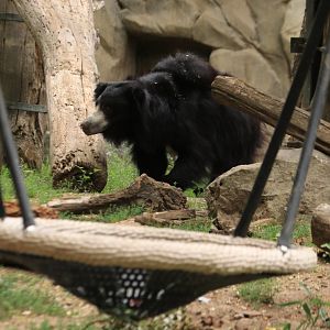 Sloth bear (August 2019)