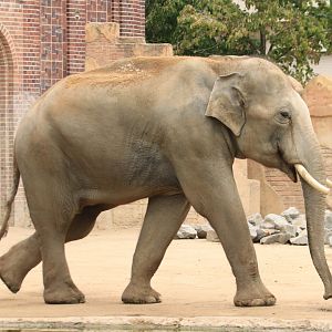 Asian elephant (August 2019)