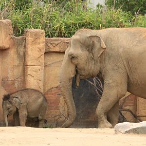 Asian Elephants (incl. Ben Long who passed away) (August 2019)
