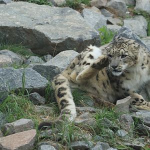 Snowleopard (Agust 2019)