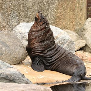Cape fur seal (August 2019)