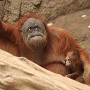 Sumatran Orang Utan (August 2019)