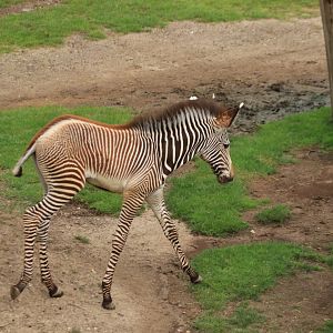 Grévy's zebra (August 2019)