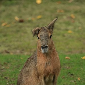 Patagonian mara (August 2019)